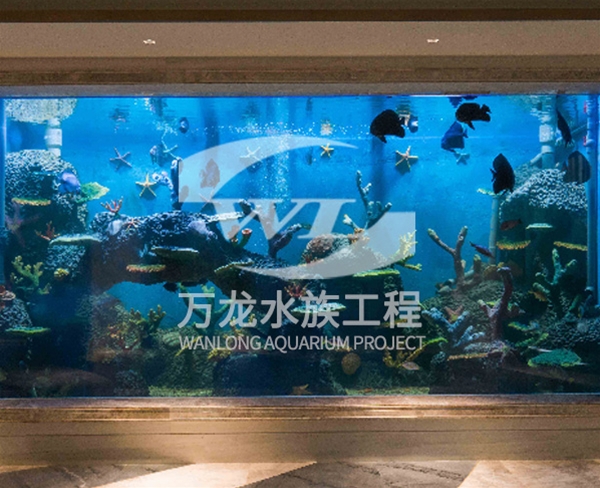 表演魚缸日常維護方法